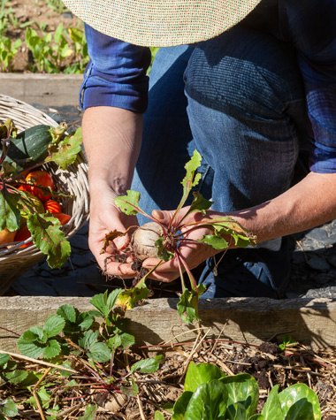 Jardin-potager