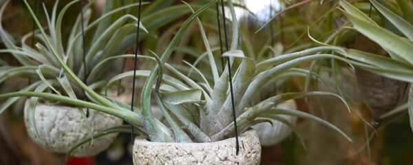 Tillandsia