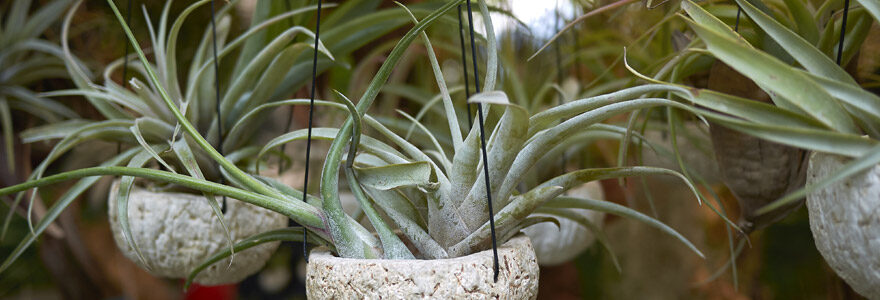 Tillandsia